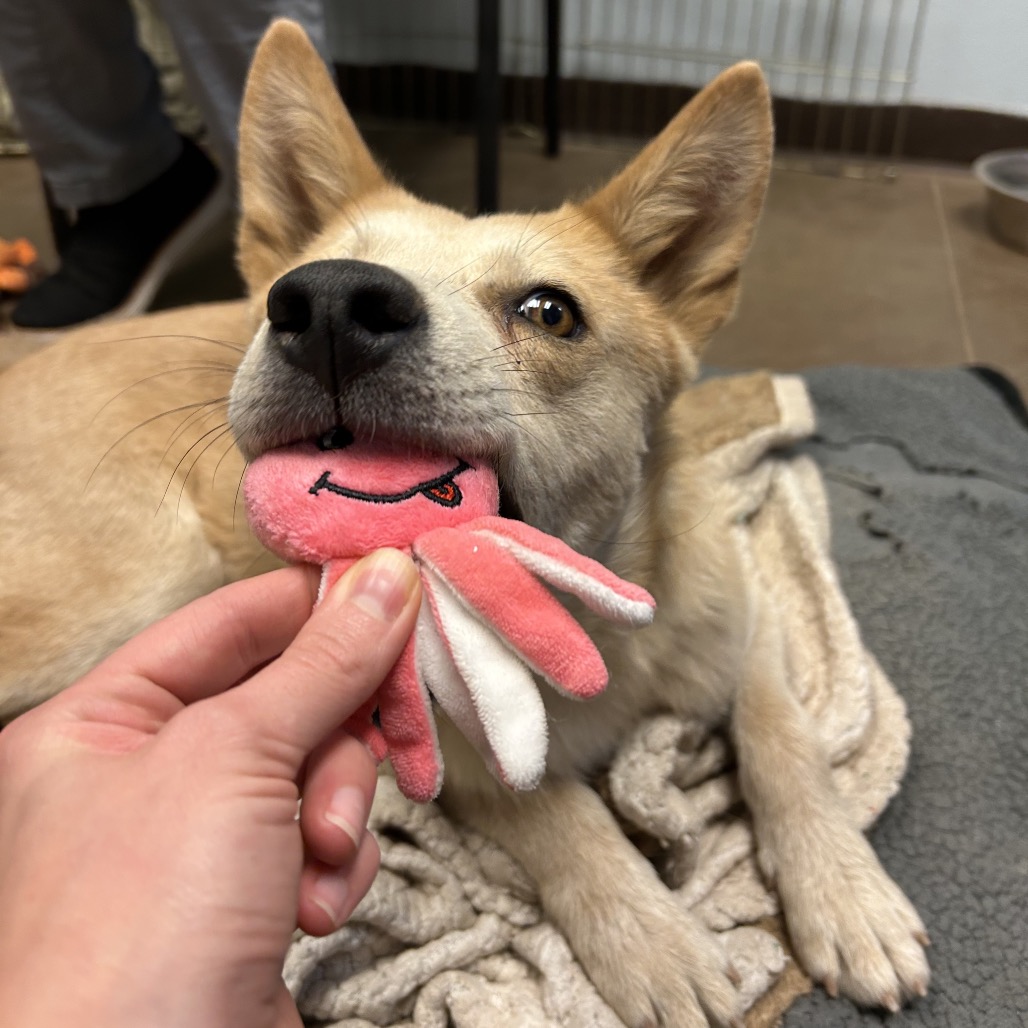 Charlie- In Foster! is available for adoption at High Country Humane