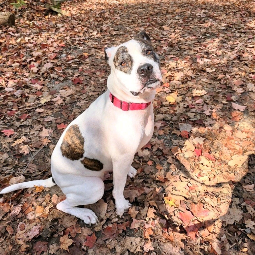Petey, photo 28