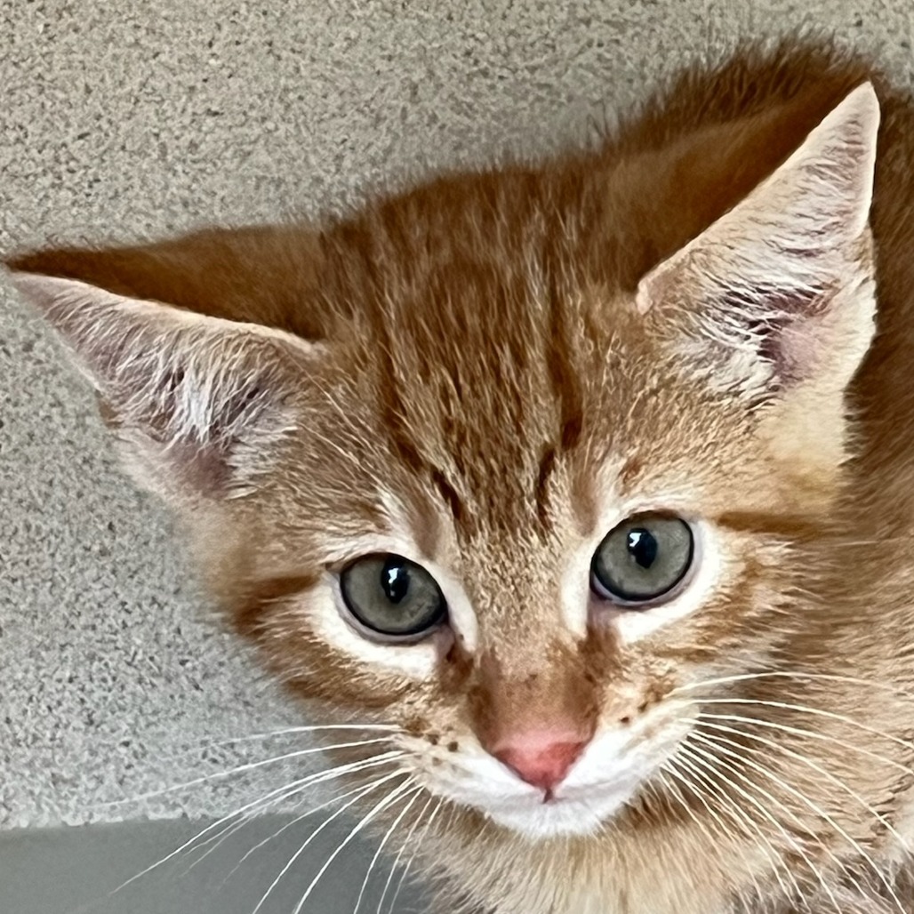 Amethyst - Domestic Shorthair