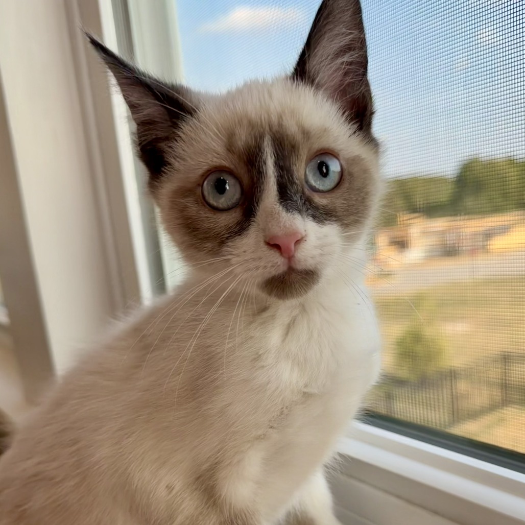 Jet