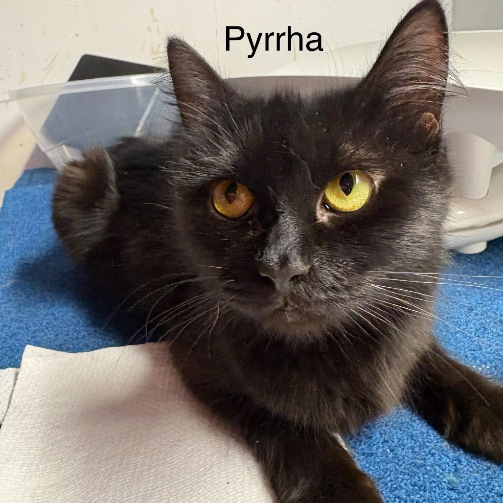 Pyrrha, photo 6