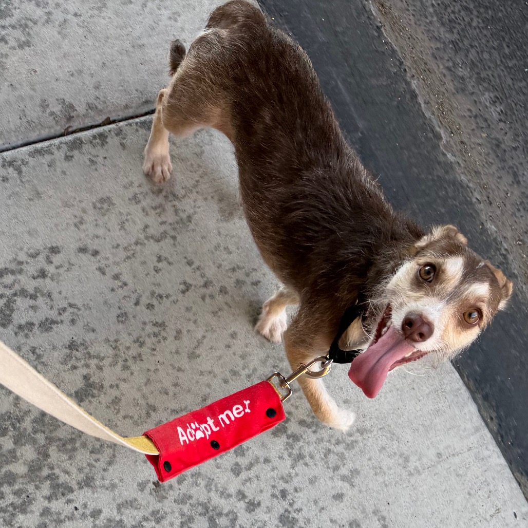 Milo, photo 9