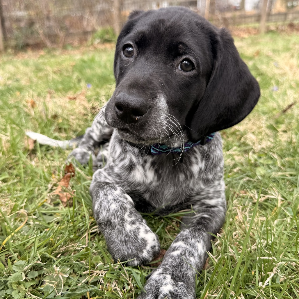 CALLIE - Retriever, Black Labrador / Pointer, German Shorthaired for adoption in Silver Spring