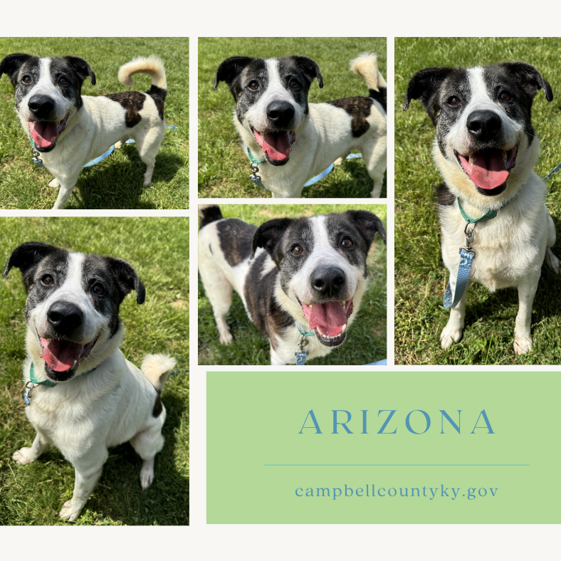 Arizona is available for adoption at Campbell County Animal Services