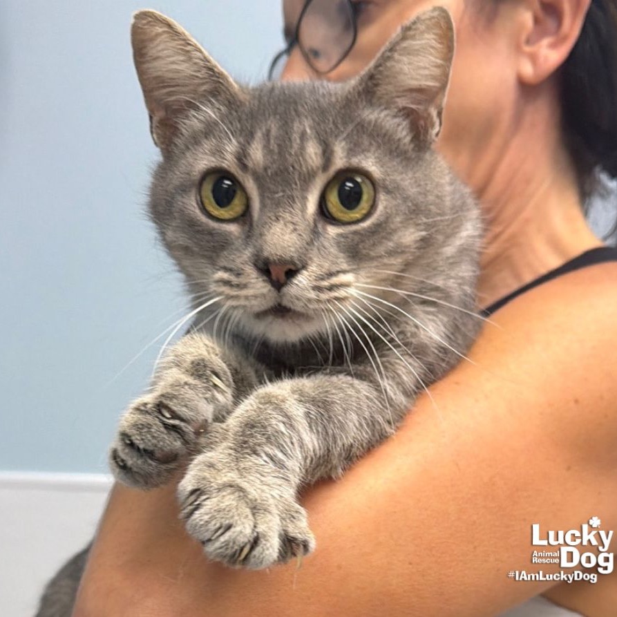 EARHART - Domestic Shorthair available for adoption