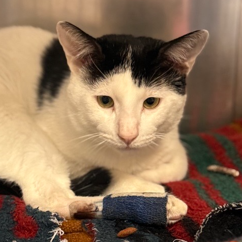 Marcus - Domestic Shorthair