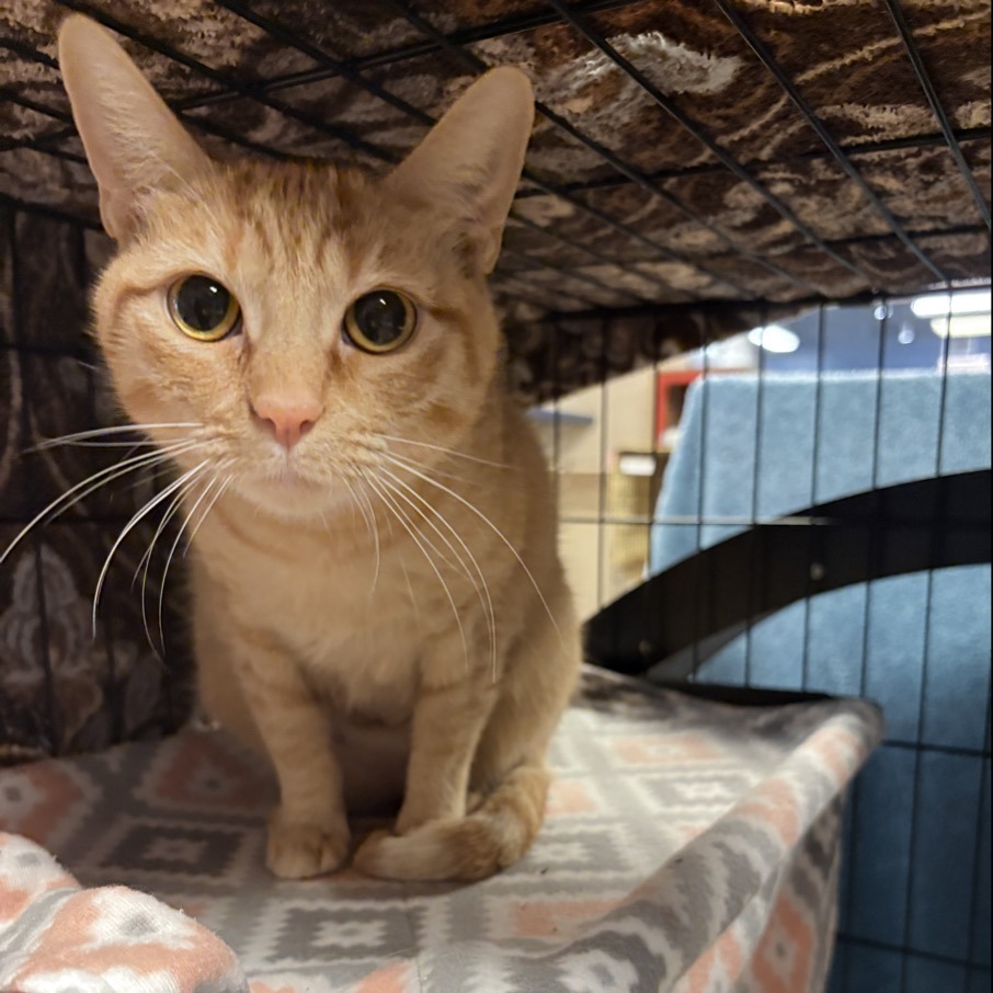 Starburst picture #2