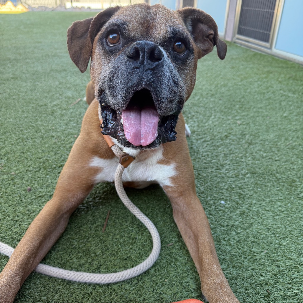 Sparky 15961, photo 4