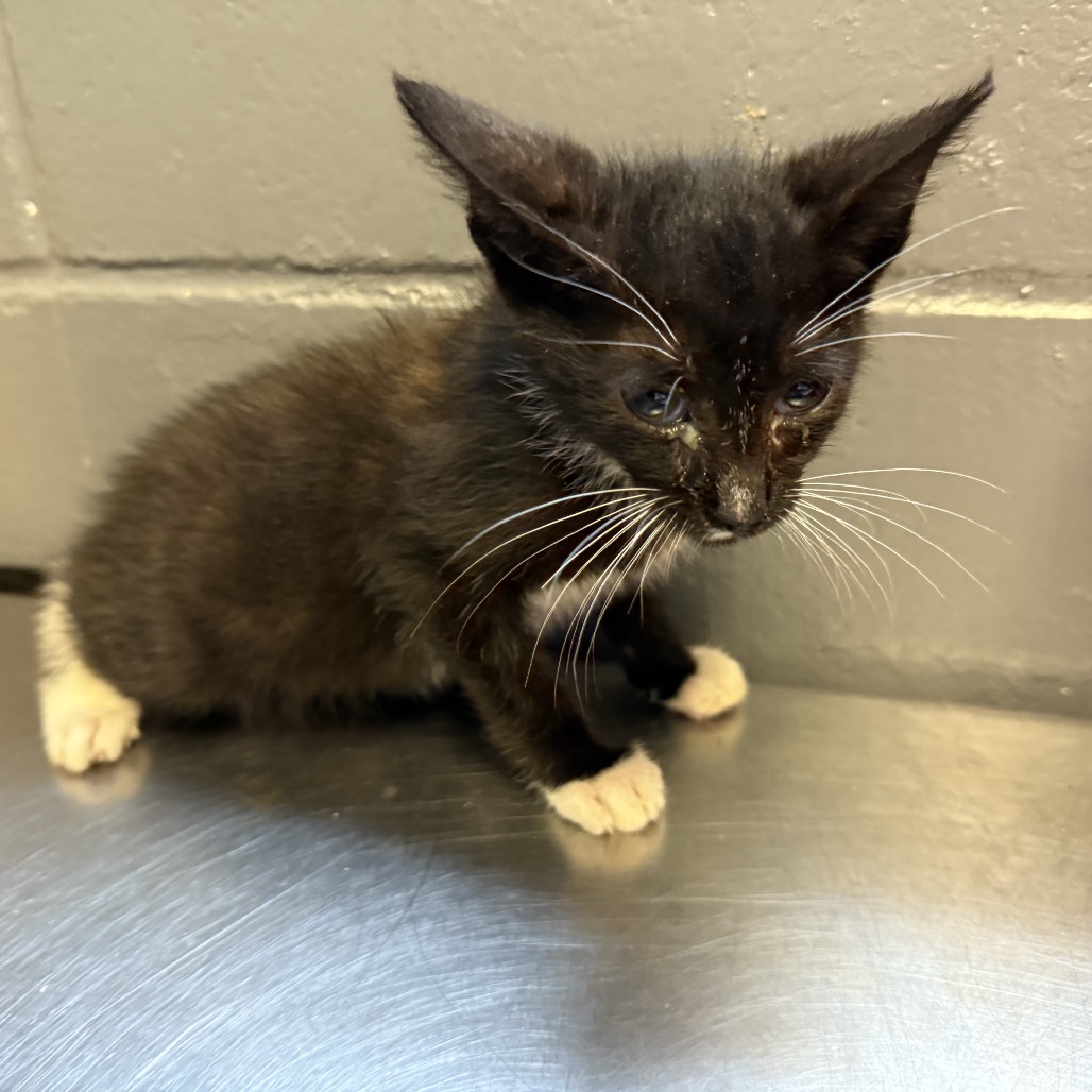 Tusc Stray 84961