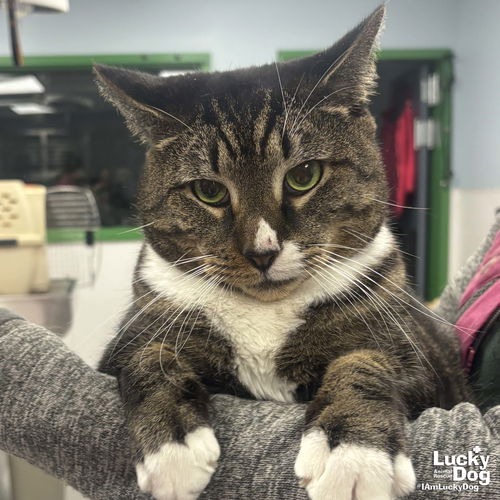 SOCKS - Domestic Shorthair available for adoption