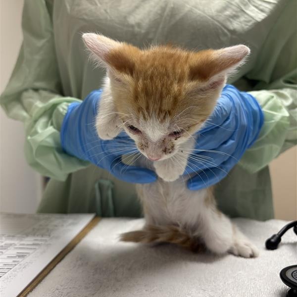 Bob Ross: Male 2 Domestic Shorthair