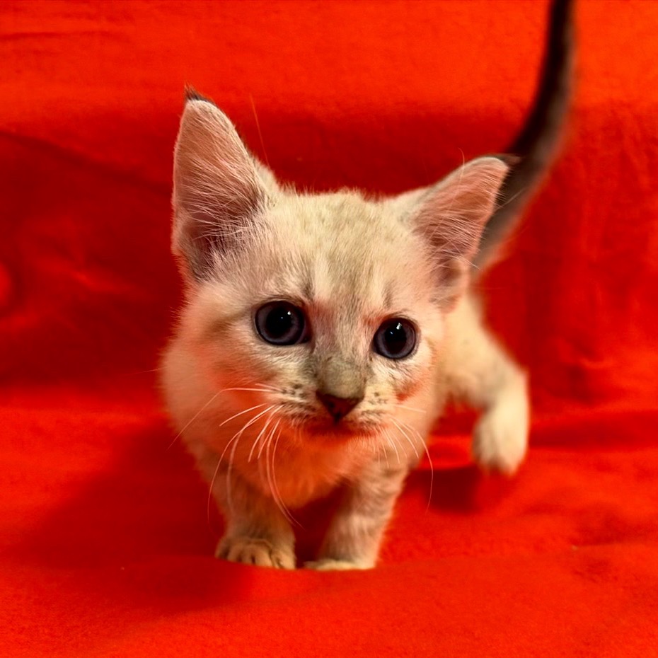DAPHNIS - Domestic Shorthair available for adoption
