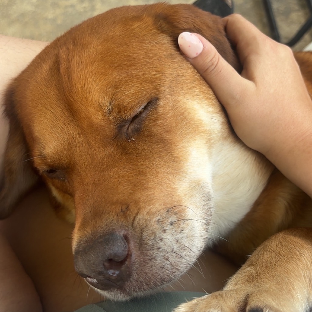 DeeDee, photo 3