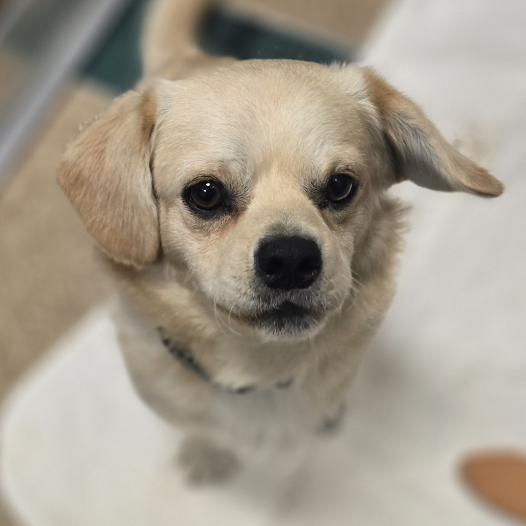 BENNET - Mixed Breed (Small) available for adoption