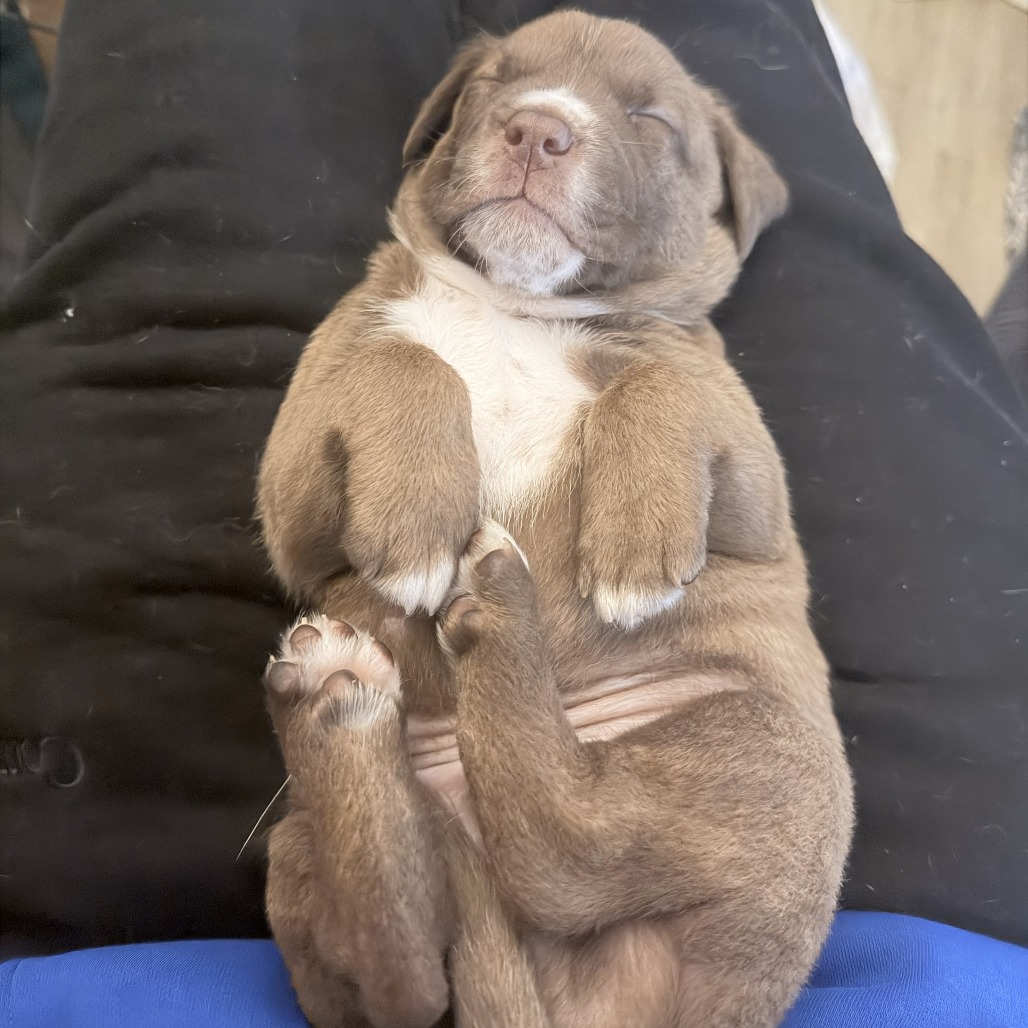 Orion — thumbnail 7