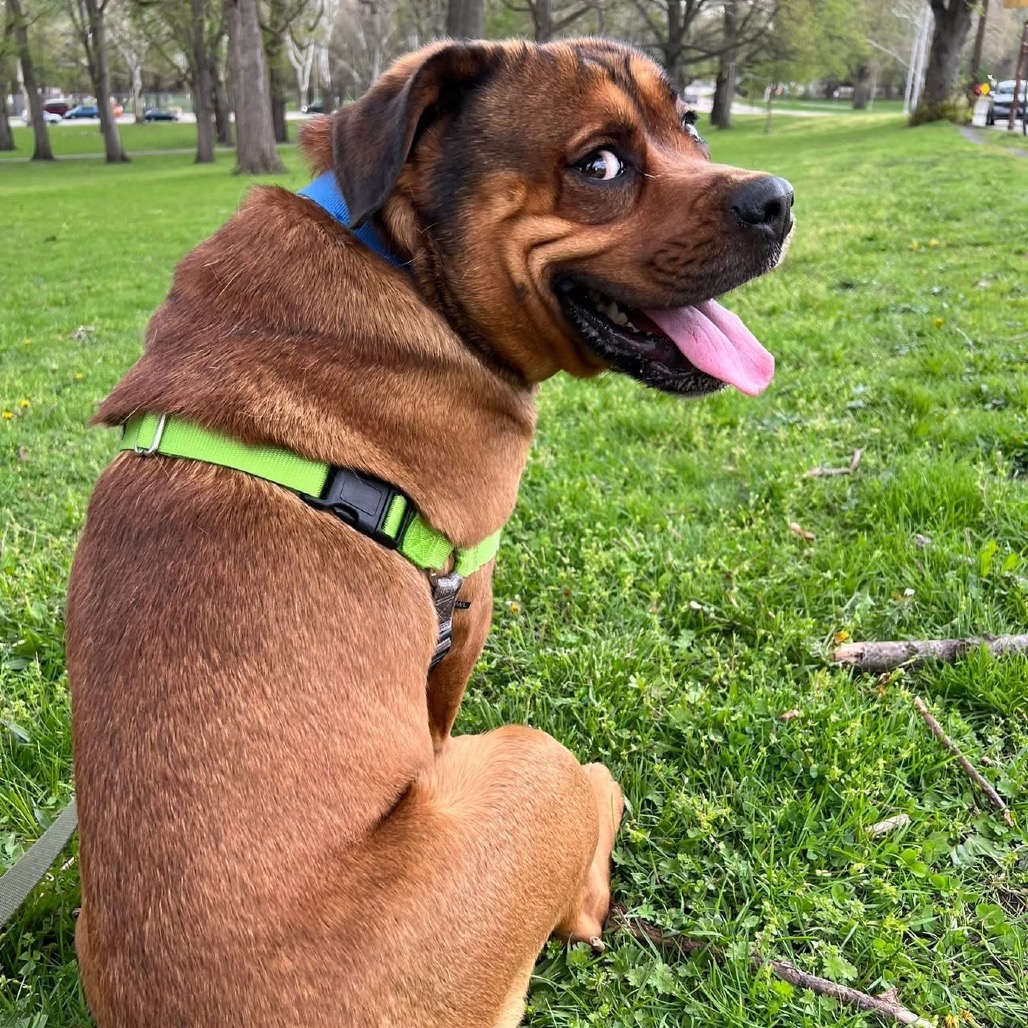 Photo of Koda 6