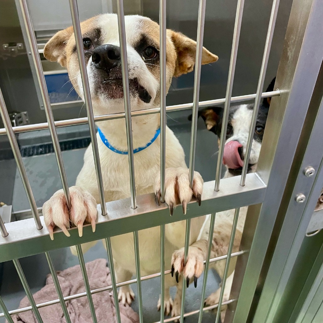 Stitch (Formerly Lava), photo 2