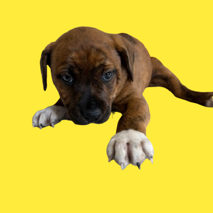 Tusc Stray 83170 2 3