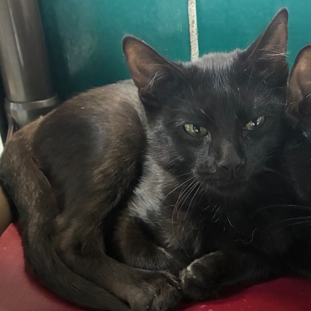 CORAL - Domestic Shorthair available for adoption