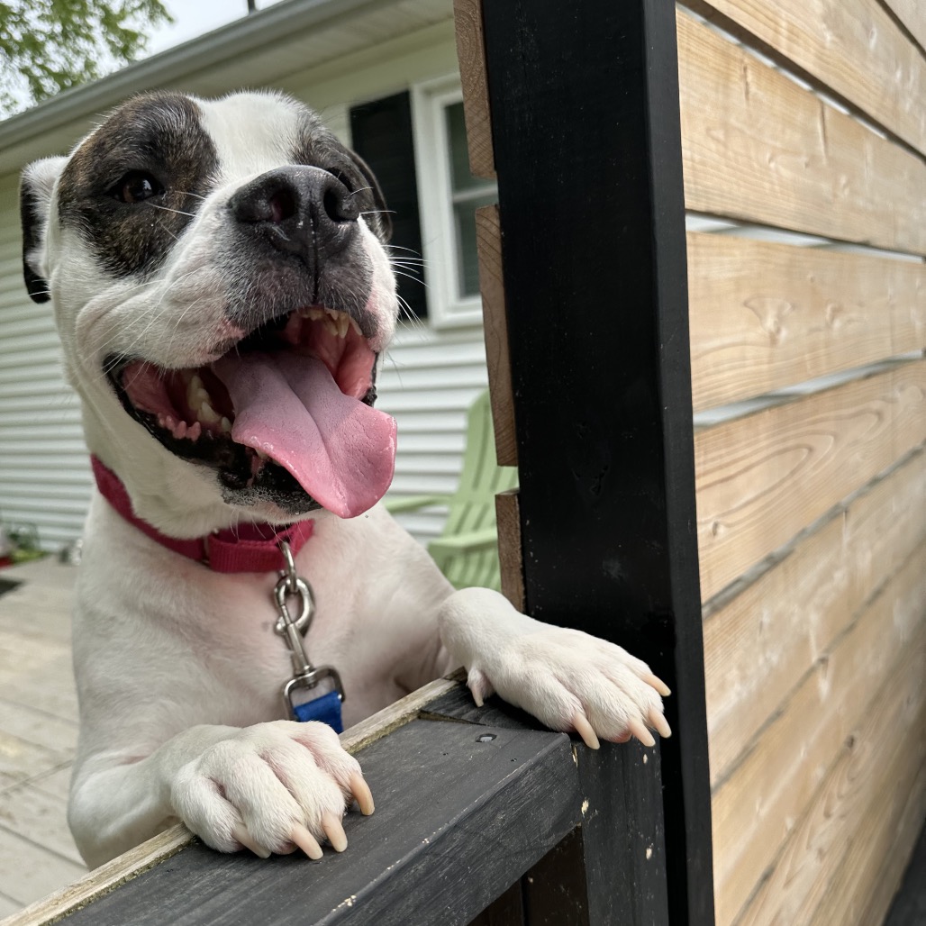 Petey, photo 17