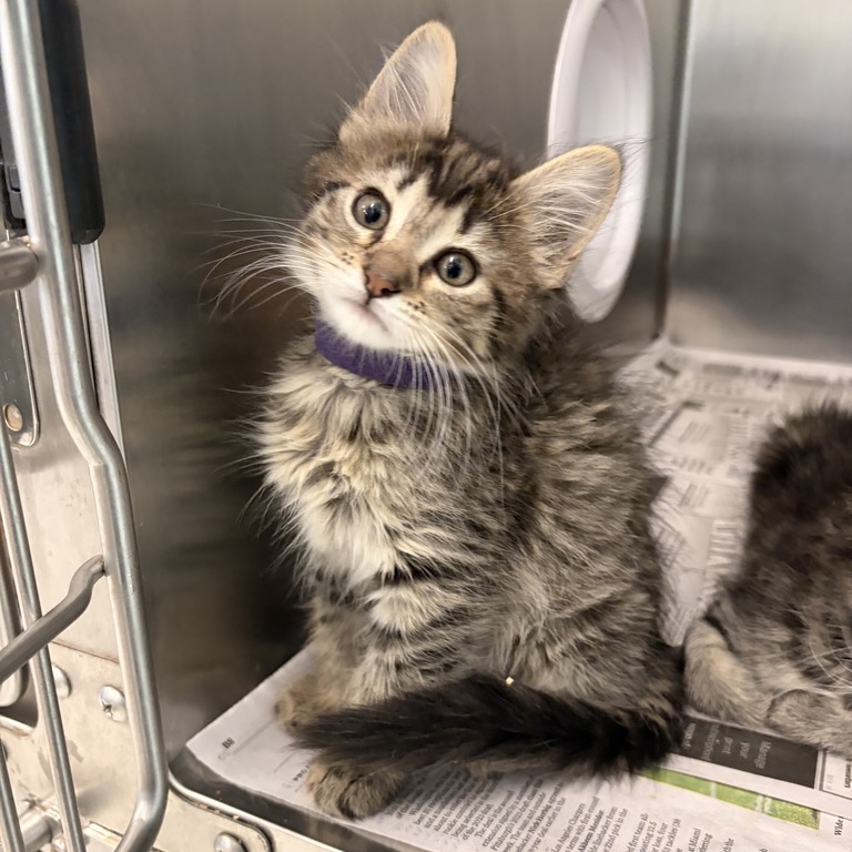 NEWT - Domestic Longhair available for adoption