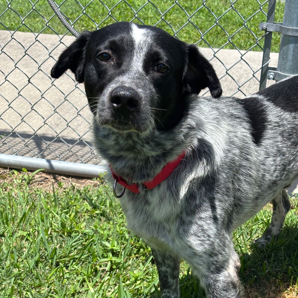 GOMEZ - Cattle Dog, Australian (Blue Heeler) / Mix for adoption in League City