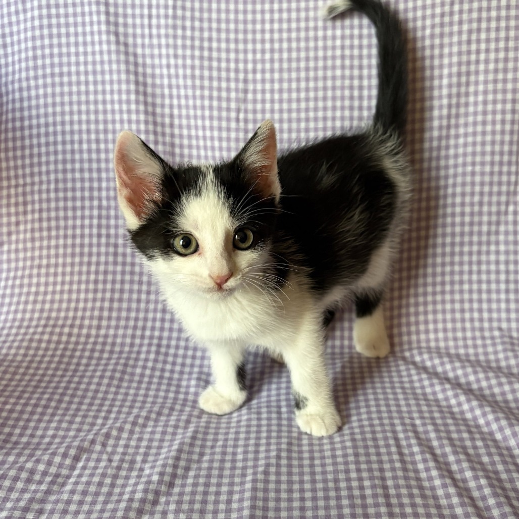 Juice, available for adoption