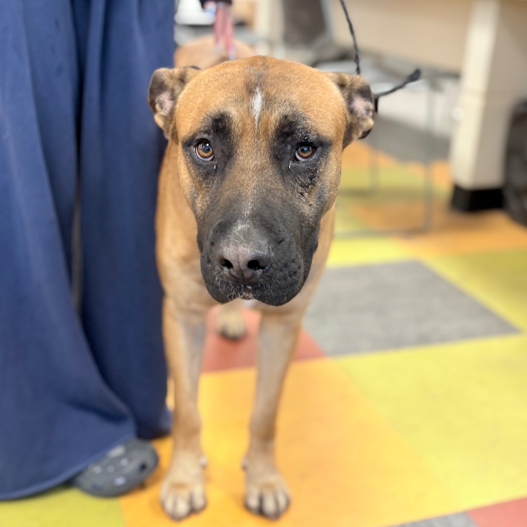 Brownie — thumbnail 4