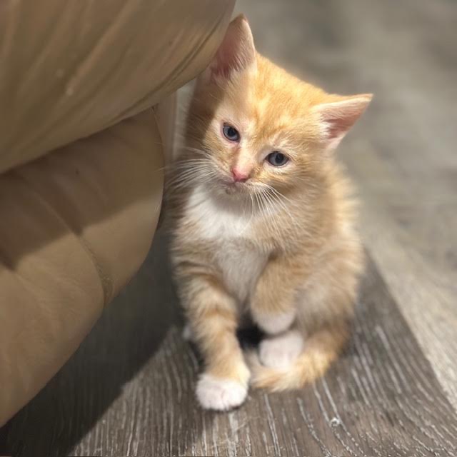 MARIGOLD - Domestic Shorthair available for adoption