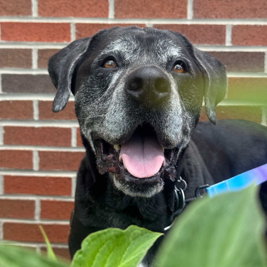 BEAR - Mixed Breed (Large) available for adoption
