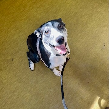 Beesly, photo 13