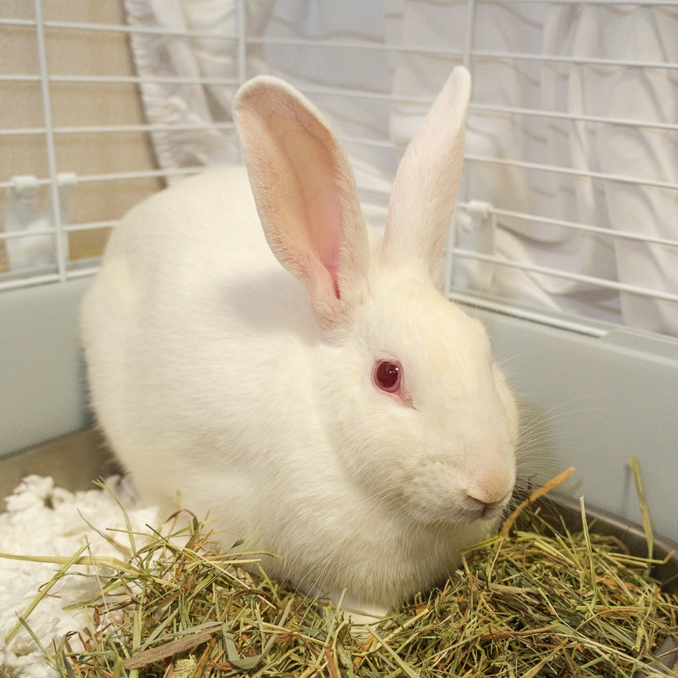 Judy Hopps
