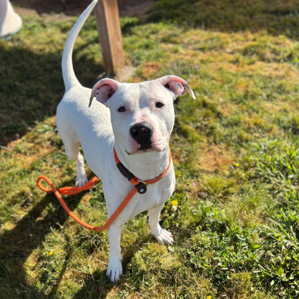 Mixed Breed