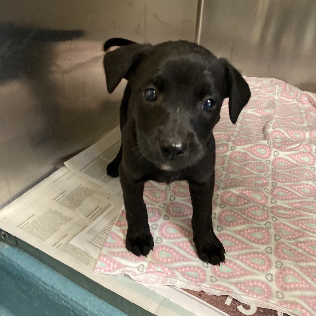 Jelly bean — thumbnail 2