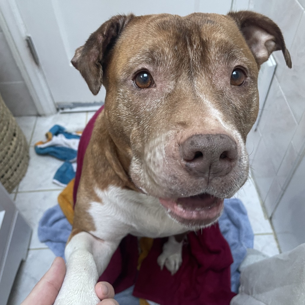 Gertrude — thumbnail 3