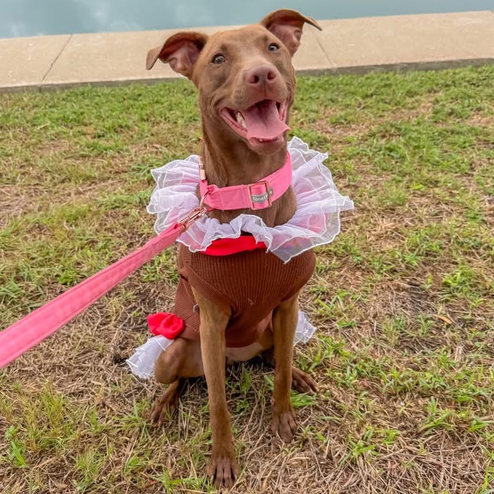 Tootsie