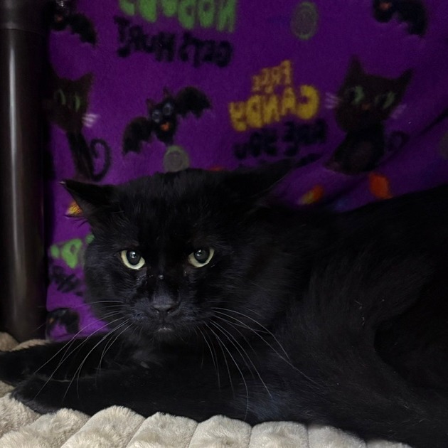 PEABODY - Domestic Shorthair available for adoption