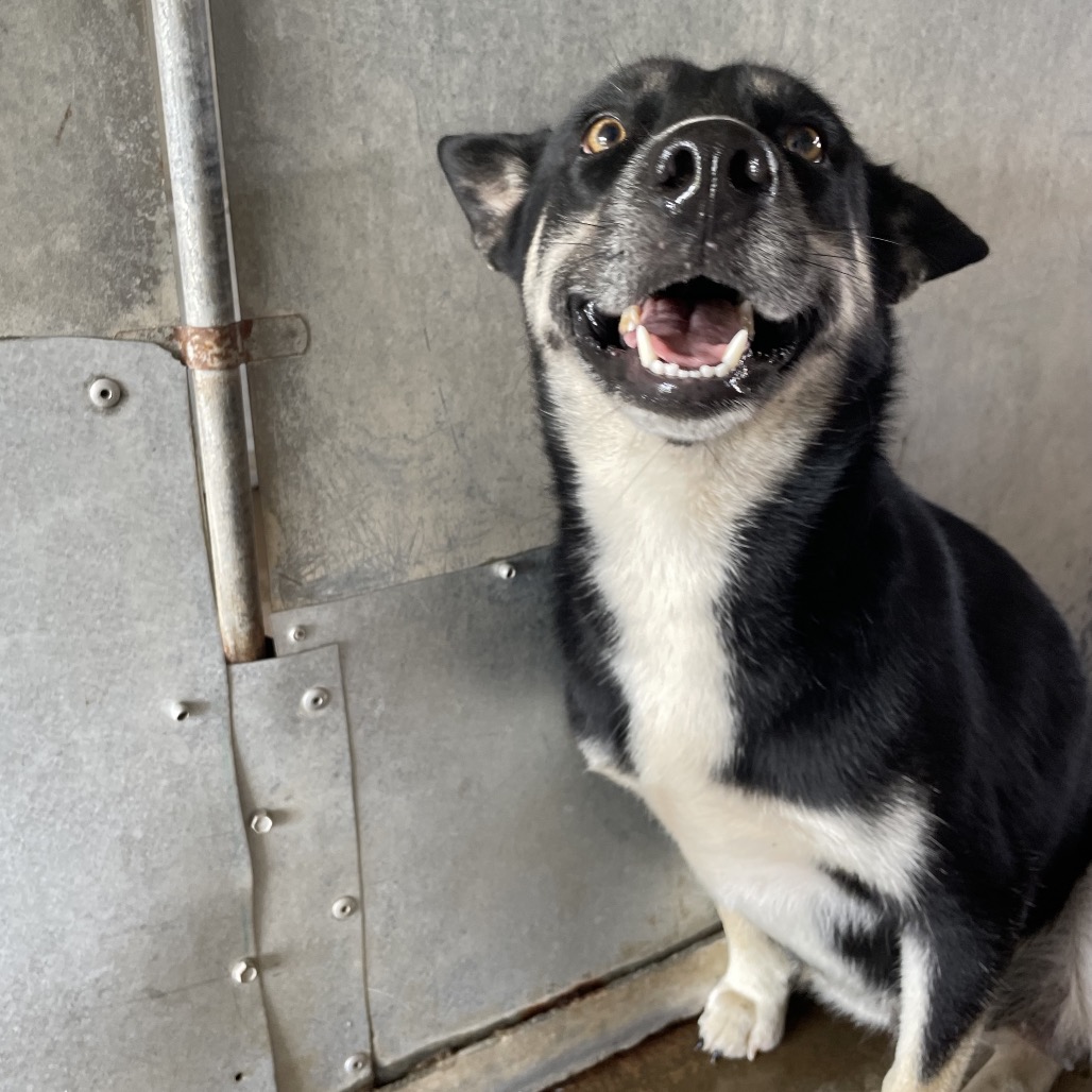 PANTHER - Shepherd available for adoption