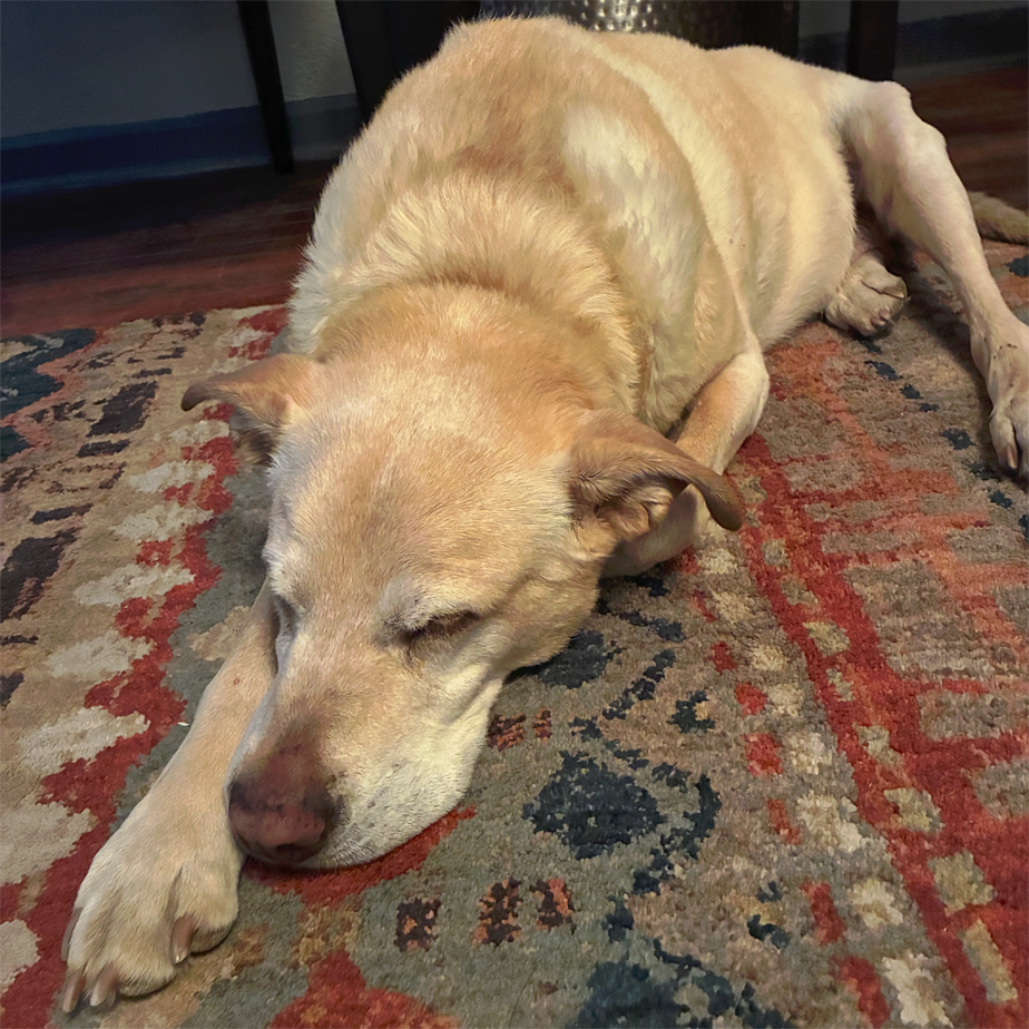 Chance (fka Champ), photo 3