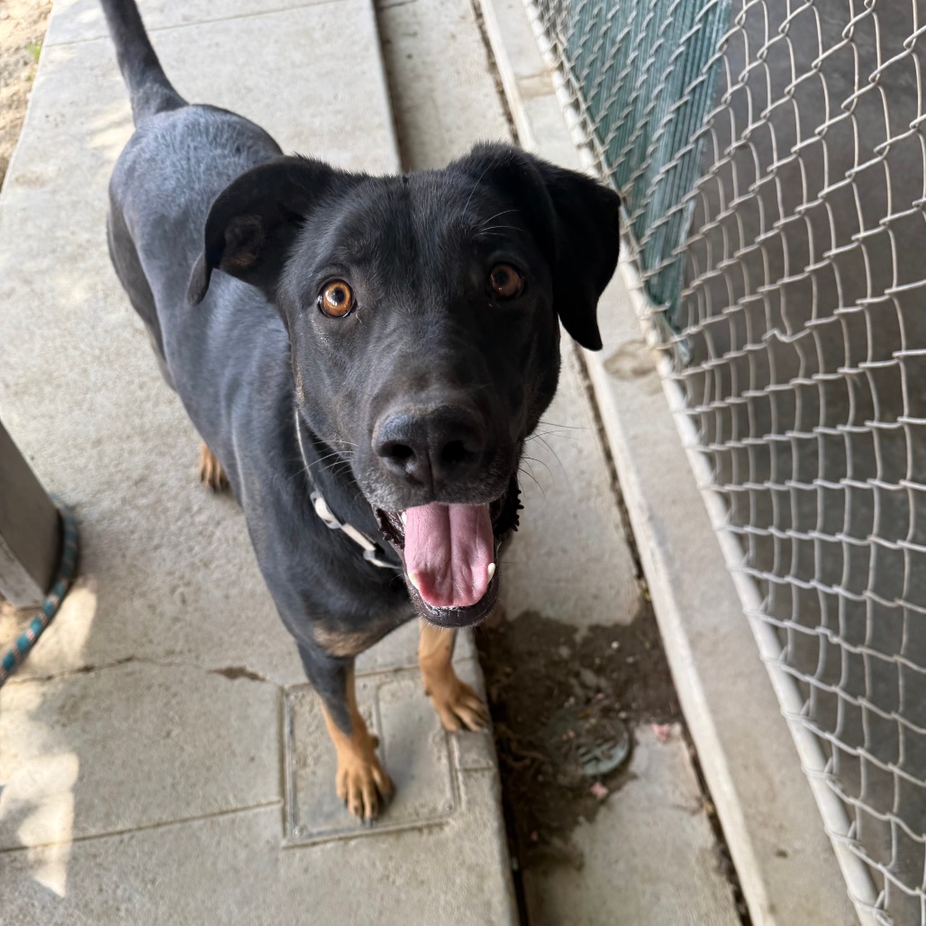 Bolt, adoptable at Endless Pawsibilities