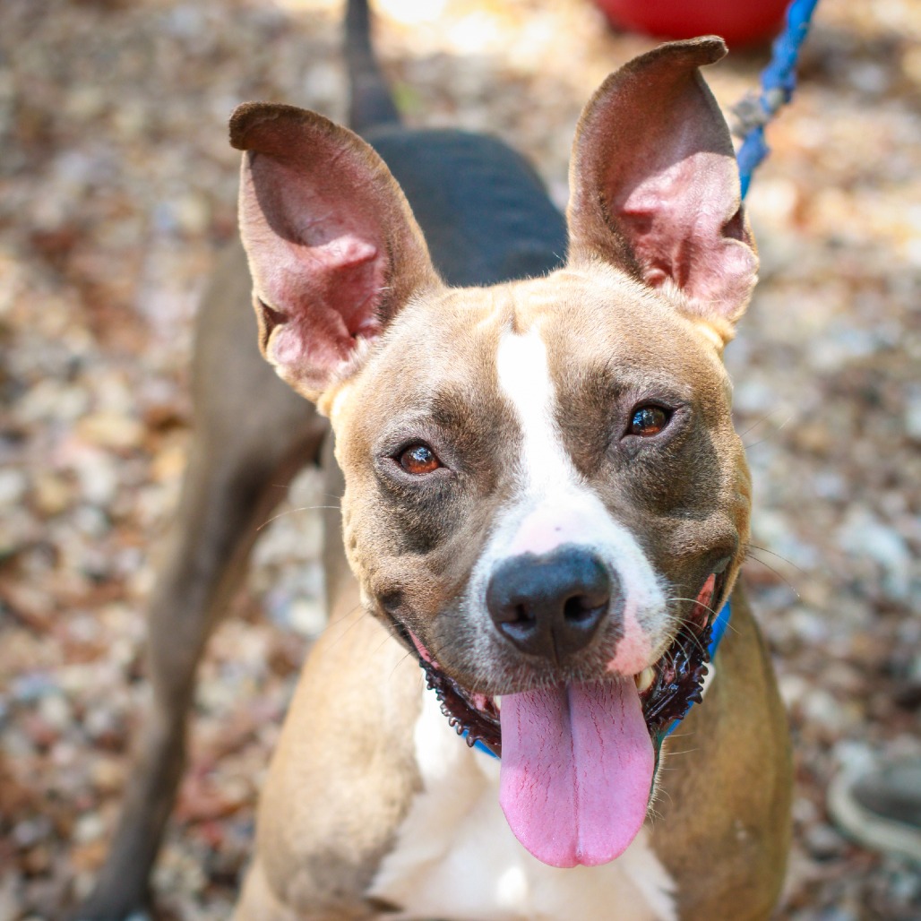 ORION PAX - Terrier, American Staffordshire / Mix available for adoption