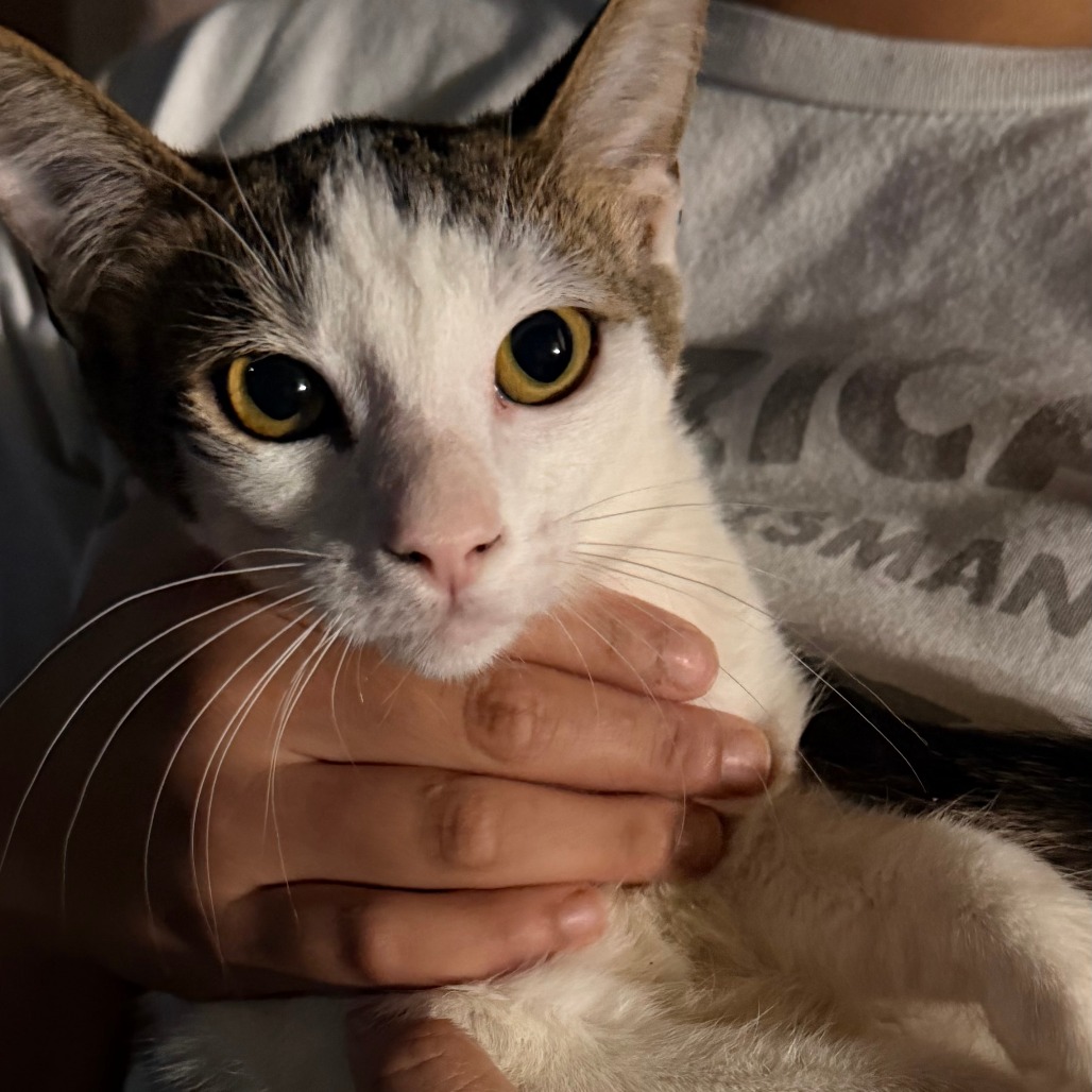 YUNA - Domestic Shorthair available for adoption
