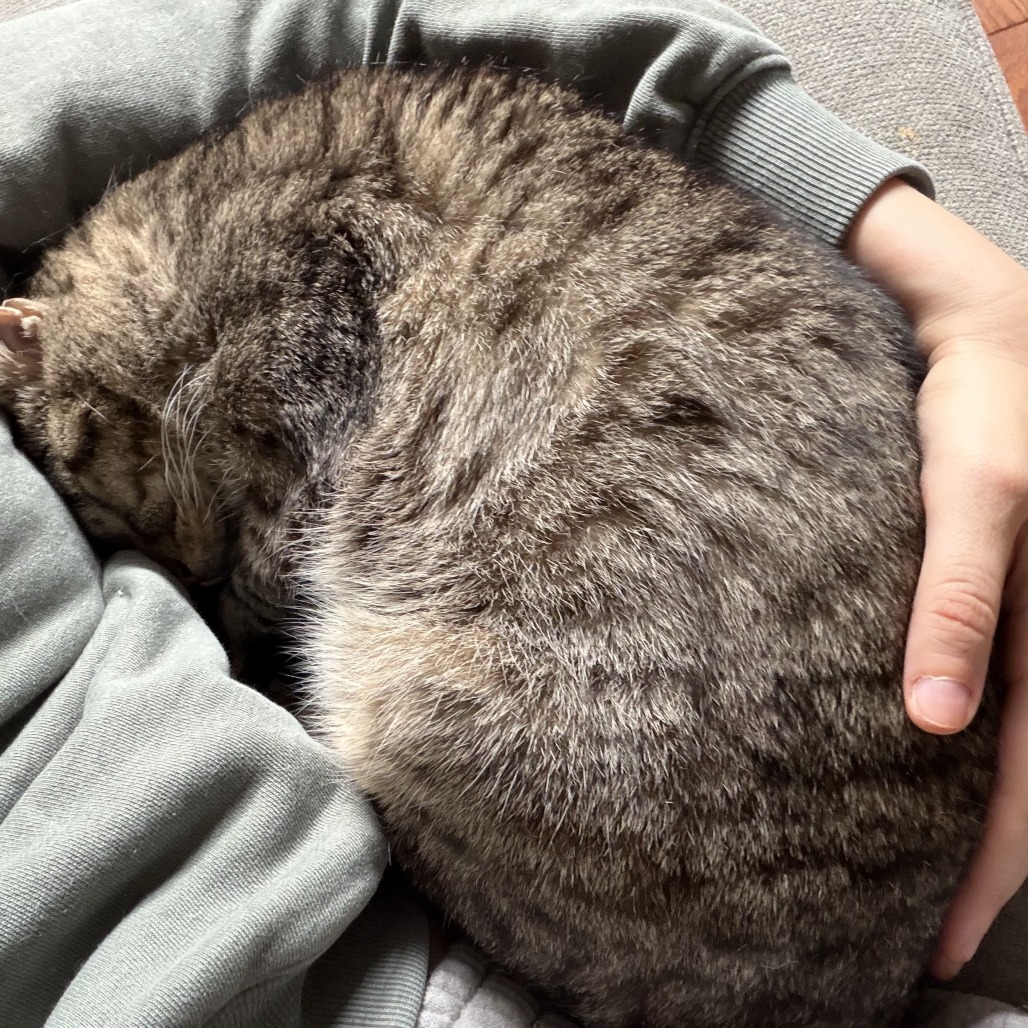 Howie, photo 3