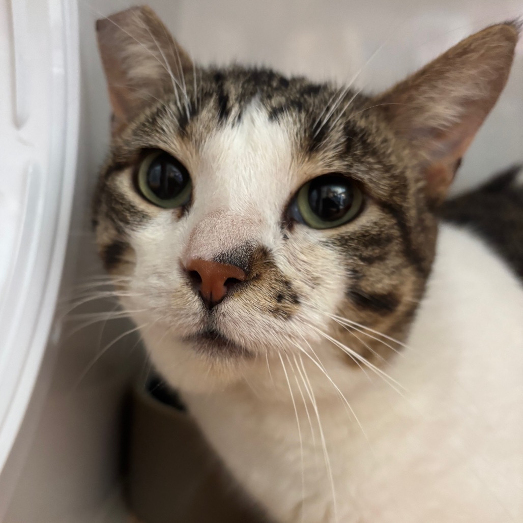 Captain Nubb - Domestic Shorthair