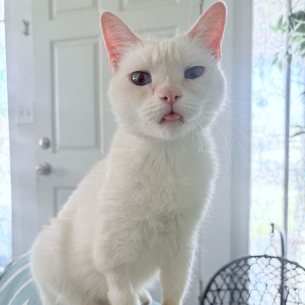 Cayenne