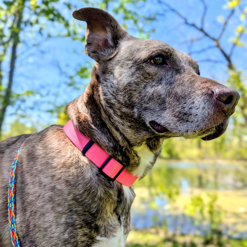 Dixie Loo, photo 21