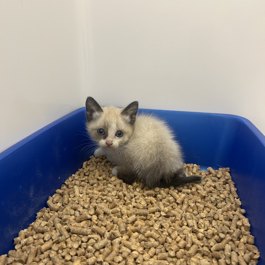 BARBIE - Snowshoe available for adoption