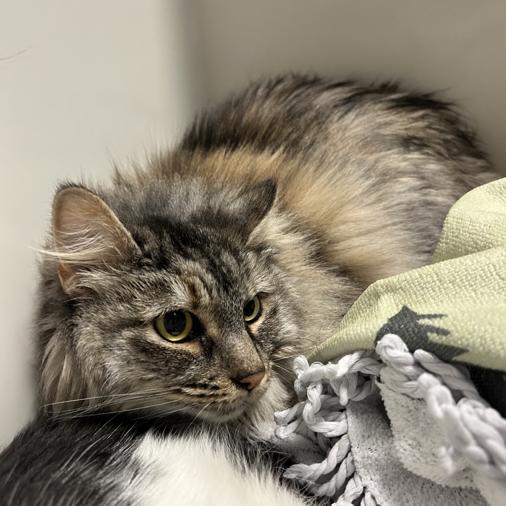 LUNA - Domestic Longhair available for adoption