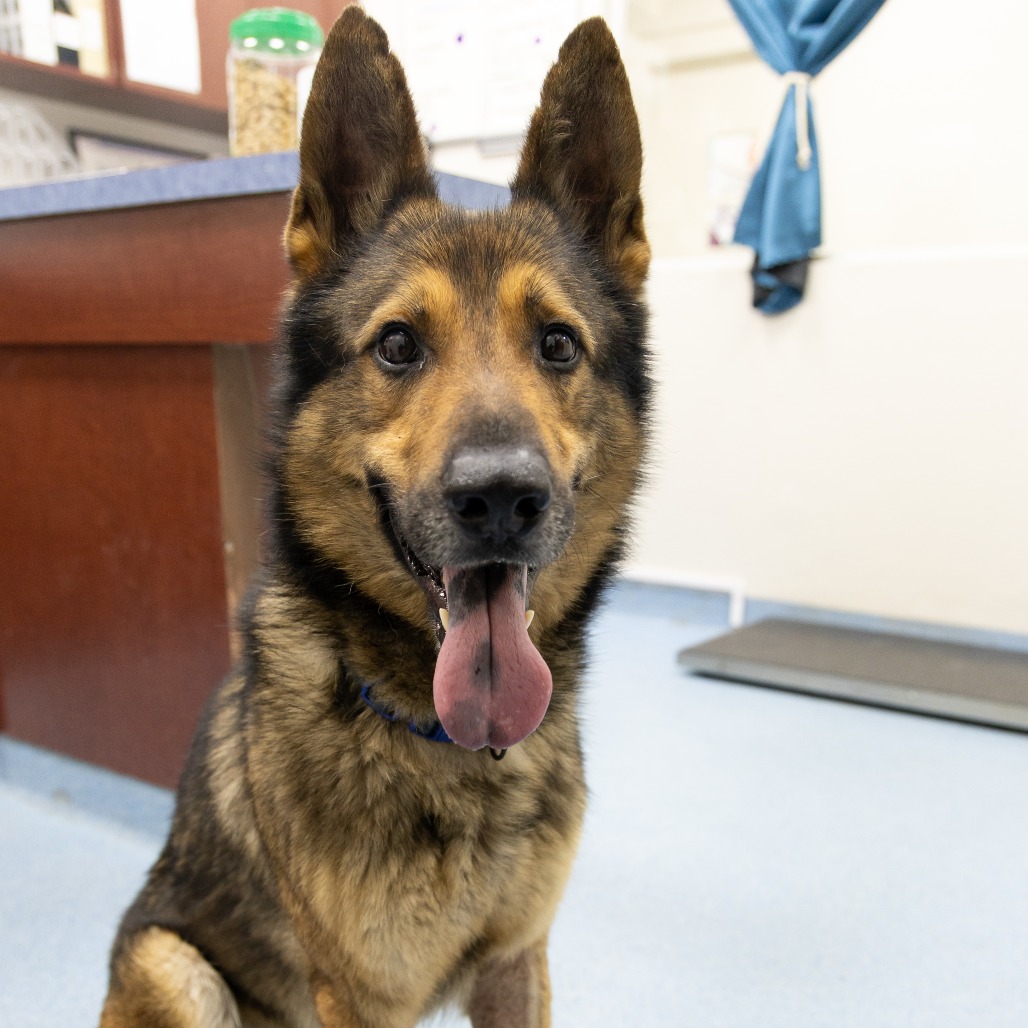 Mr Rogers is available for adoption at Humane Society of North Central ...