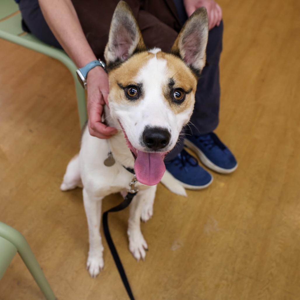 Whiskey — thumbnail 3